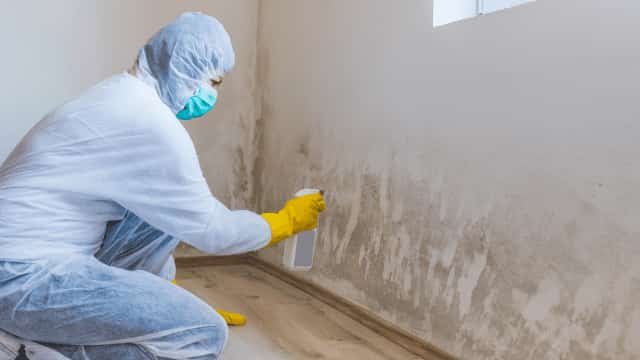 mold remediation